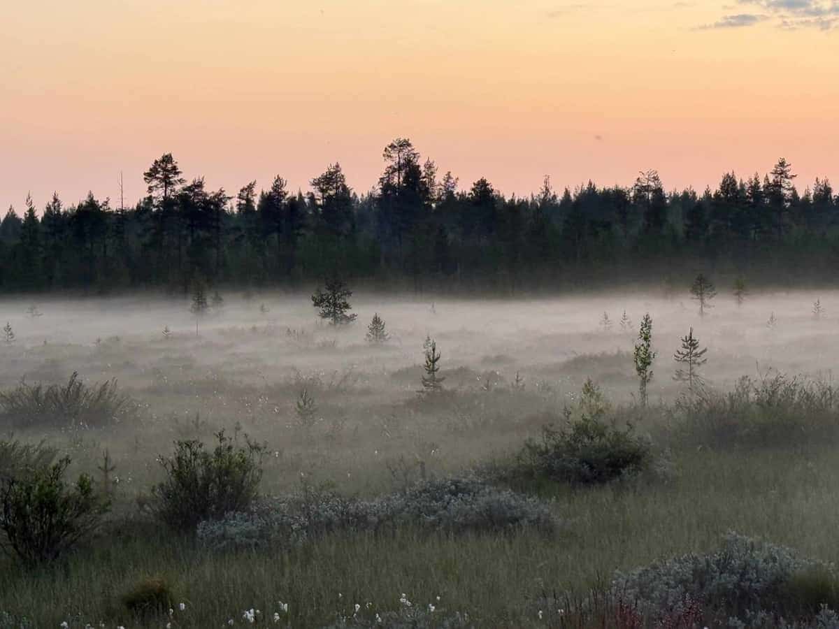 Märchenwald im Wald