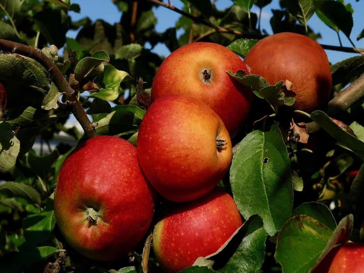 Reife Äpfel auf einer Streuobstwiese