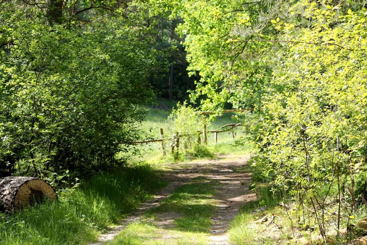 Individuelle Inhalte im Wald