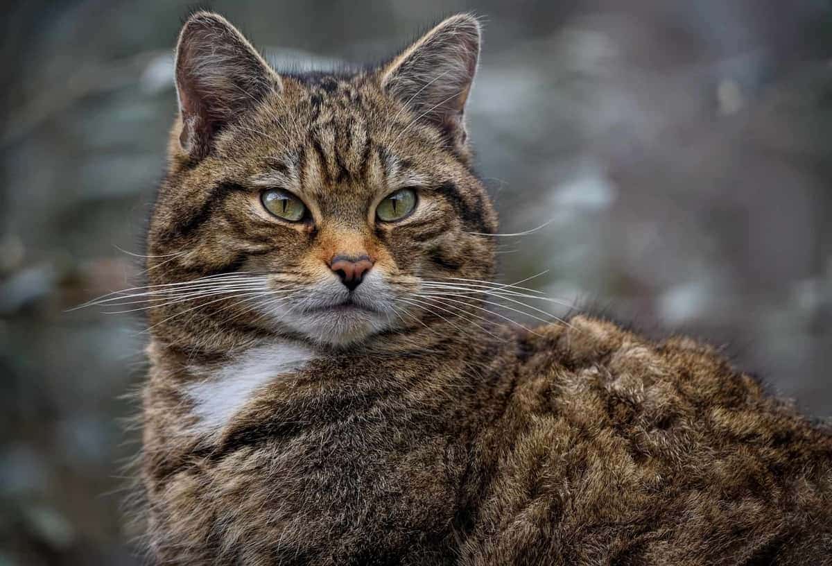 Wildkatze in Europa