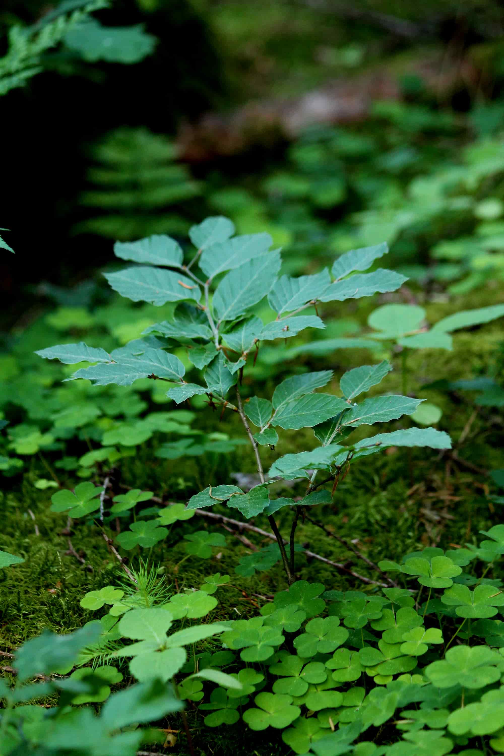 Detailaufnahme einer Waldpflanze