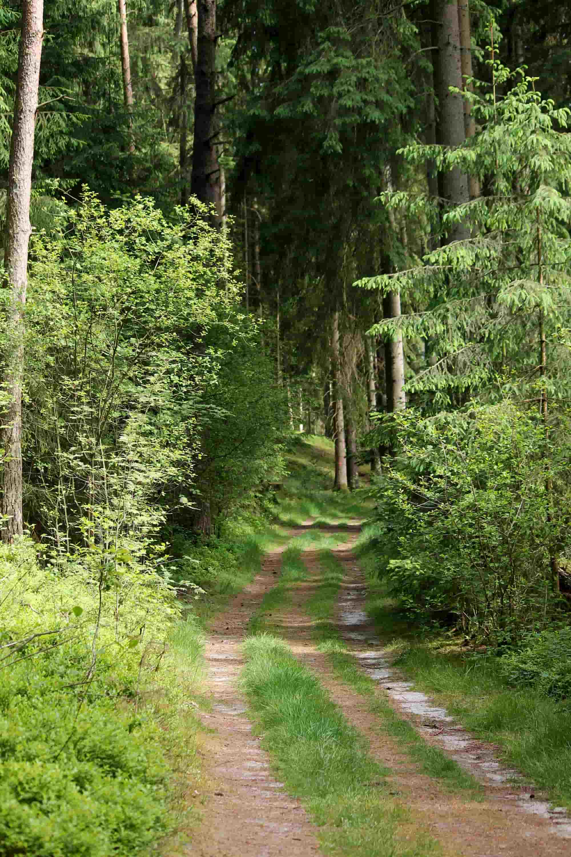 Waldweg in ruhiger Umgebung